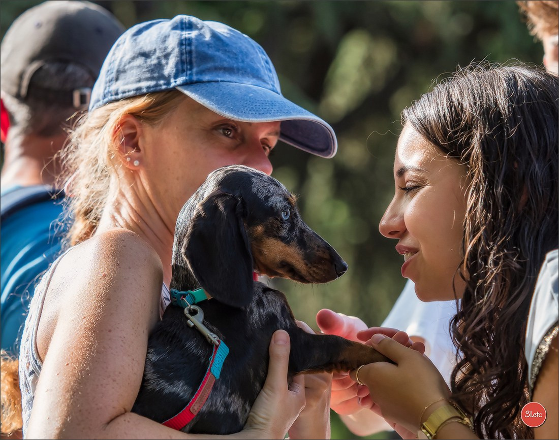 Teckels Parade Strasbourgeoise  Vous pouvez voir le galerie de photos. Photographe à Strasbourg | Portraits, Studio, Enfants, Événements
