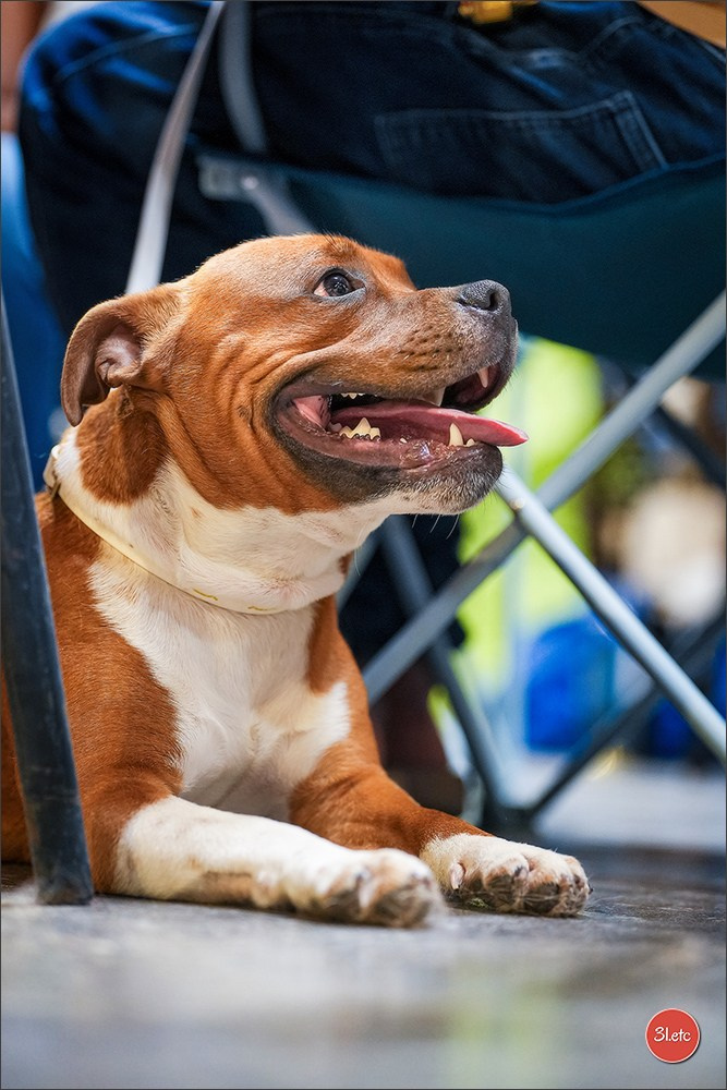 Expo canine 🇫🇷 Martigues 18-19/04/2026