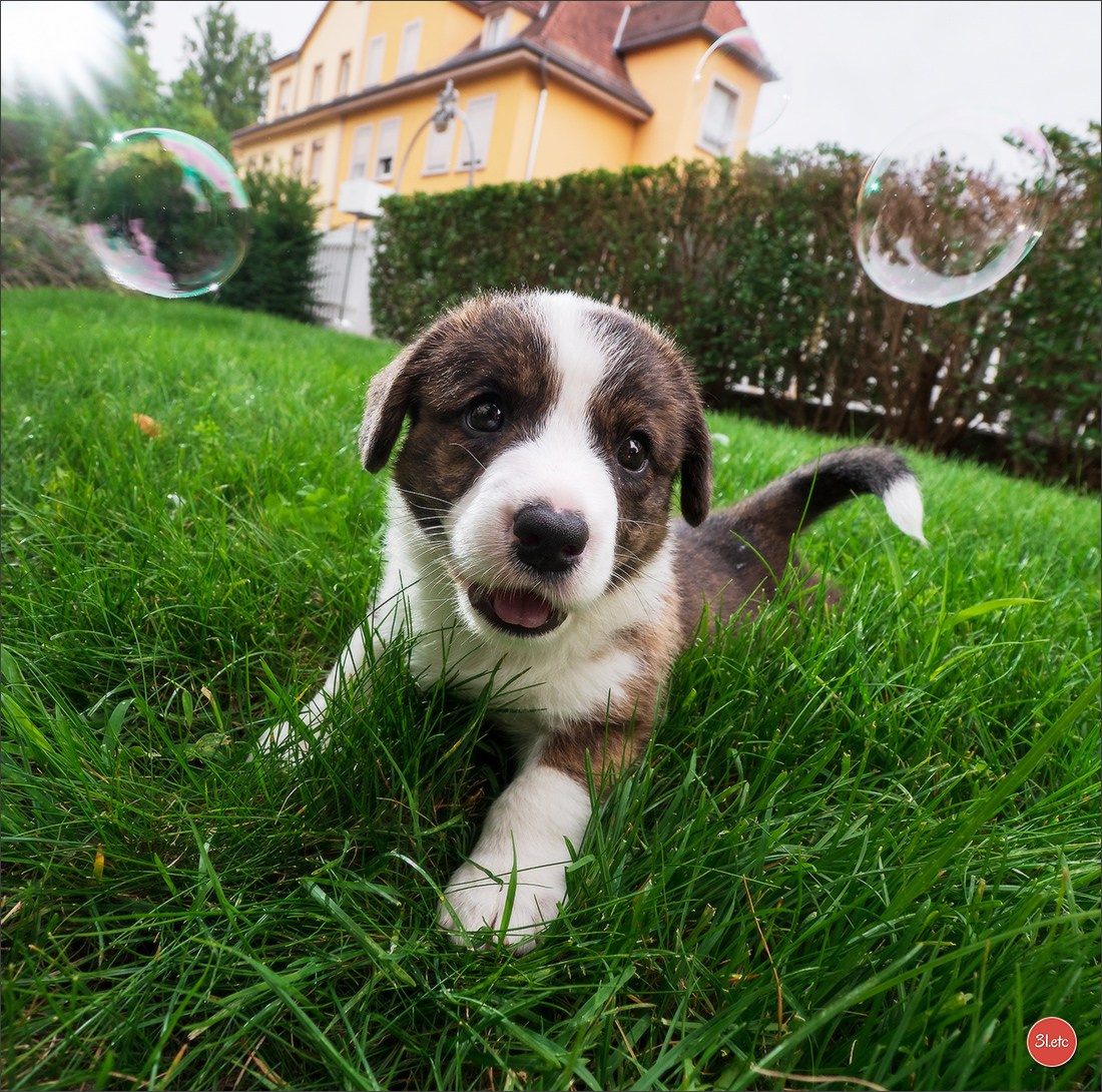 Photographie animalière. Photographe à Strasbourg | Portraits, Studio, Enfants, Événements