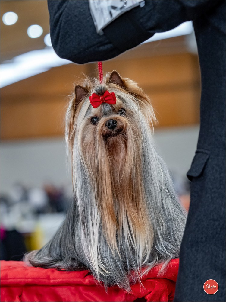 Dog Show Karlsruhe 🇩🇪  29-30/11/2025. Photographe à Strasbourg | Portraits, Studio, Enfants, Événements