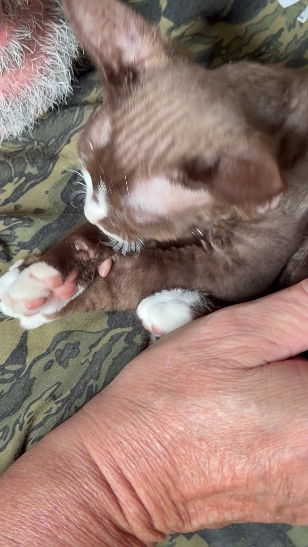 Preston, boy, born 02.11.26. Devon Rex Pixie Cattery