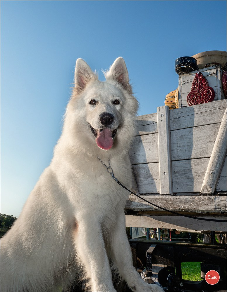 Domaine de la patte blanche. Photographe à Strasbourg | Portraits, Studio, Enfants, Événements