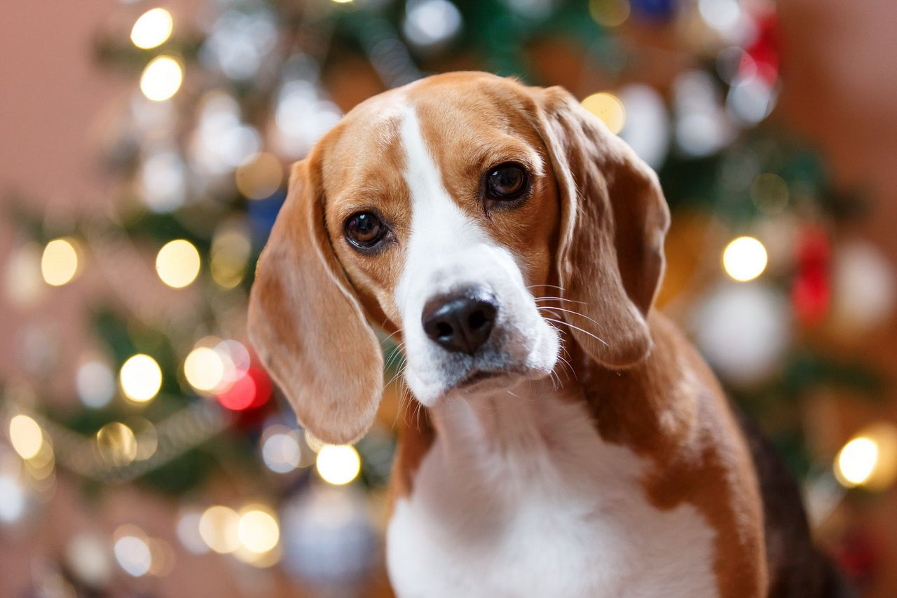 Portret pas Beagle u novogodišnjem okruženju.