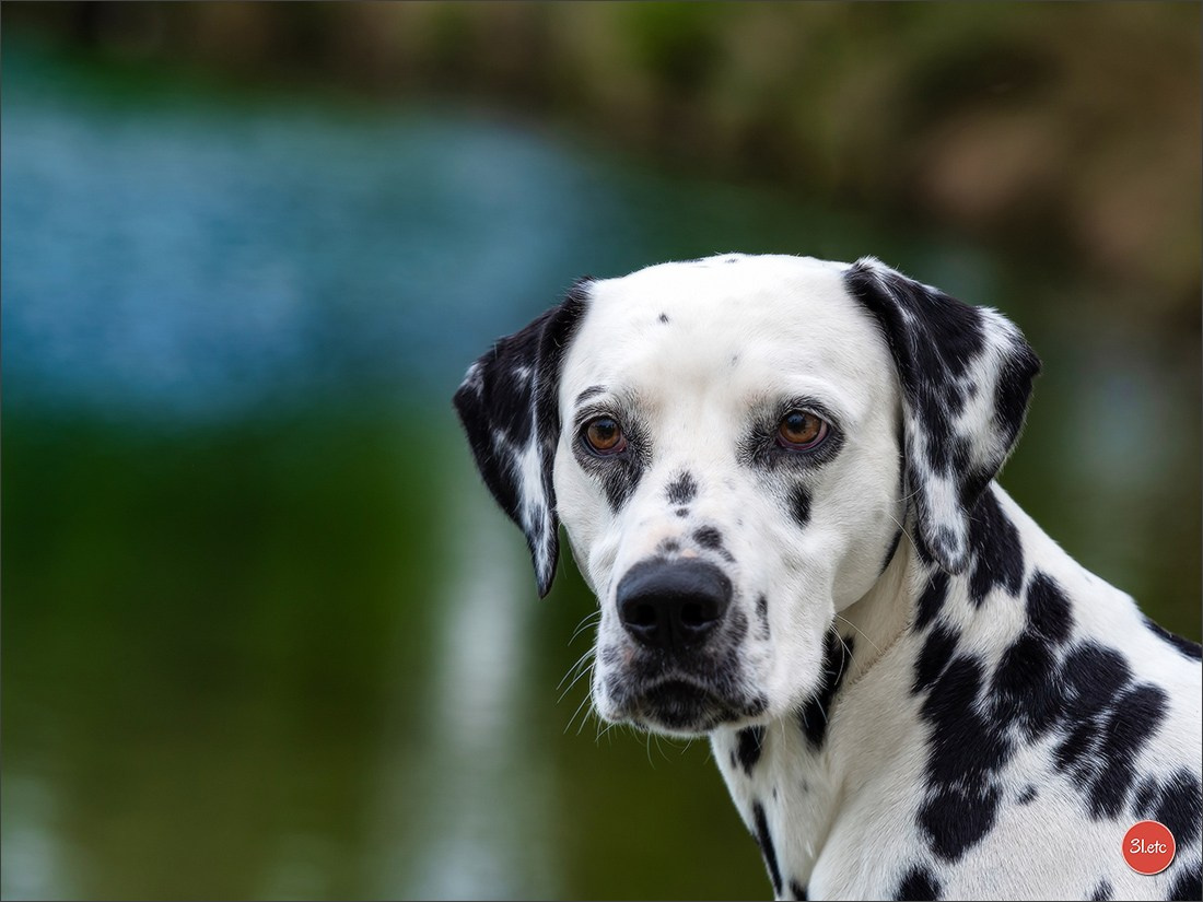 Expo canine 🇫🇷 Valence 03-04/05/2025. Photographe à Strasbourg | Portraits, Studio, Enfants, Événements