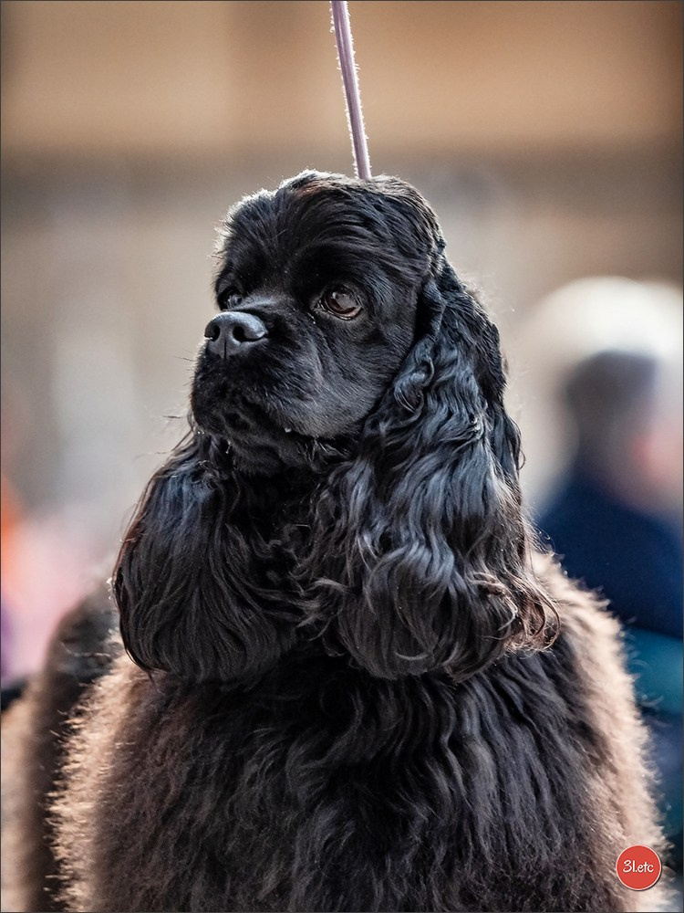 Expo canine 🇫🇷 MARGNY LES COMPIEGNE 06-07/09/2025. Photographe à Strasbourg | Portraits, Studio, Enfants, Événements
