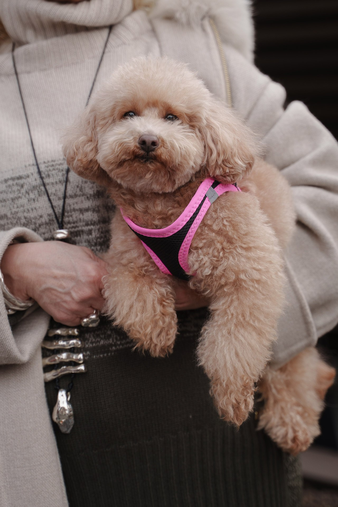 Small dog in pink harness being held at Pitti Uomo 109 Florence