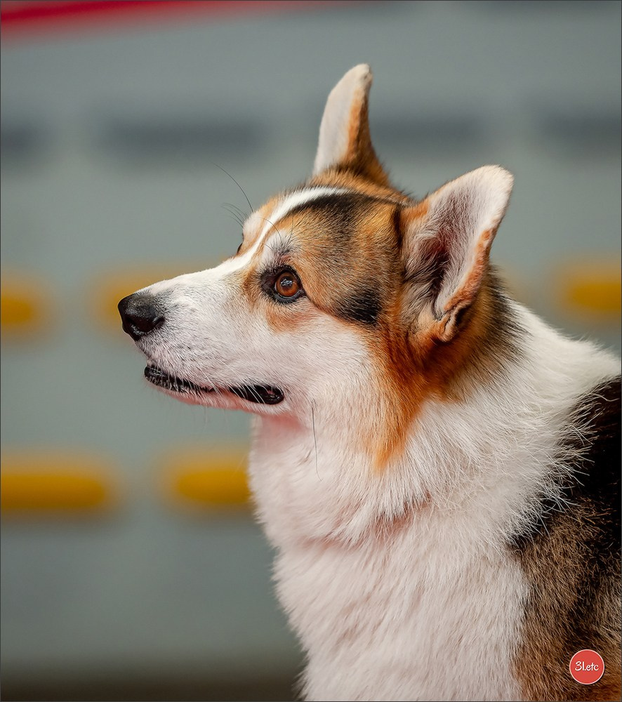 Expo canine 🇫🇷 Poitiers 18-19/10/2025. Photographe à Strasbourg | Portraits, Studio, Enfants, Événements