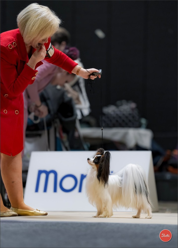 🇱🇺 LUXEMBOURG 🇱🇺 International Dog Show 4-5/04/2026. Photographe à Strasbourg | Portraits, Studio, Enfants, Événements