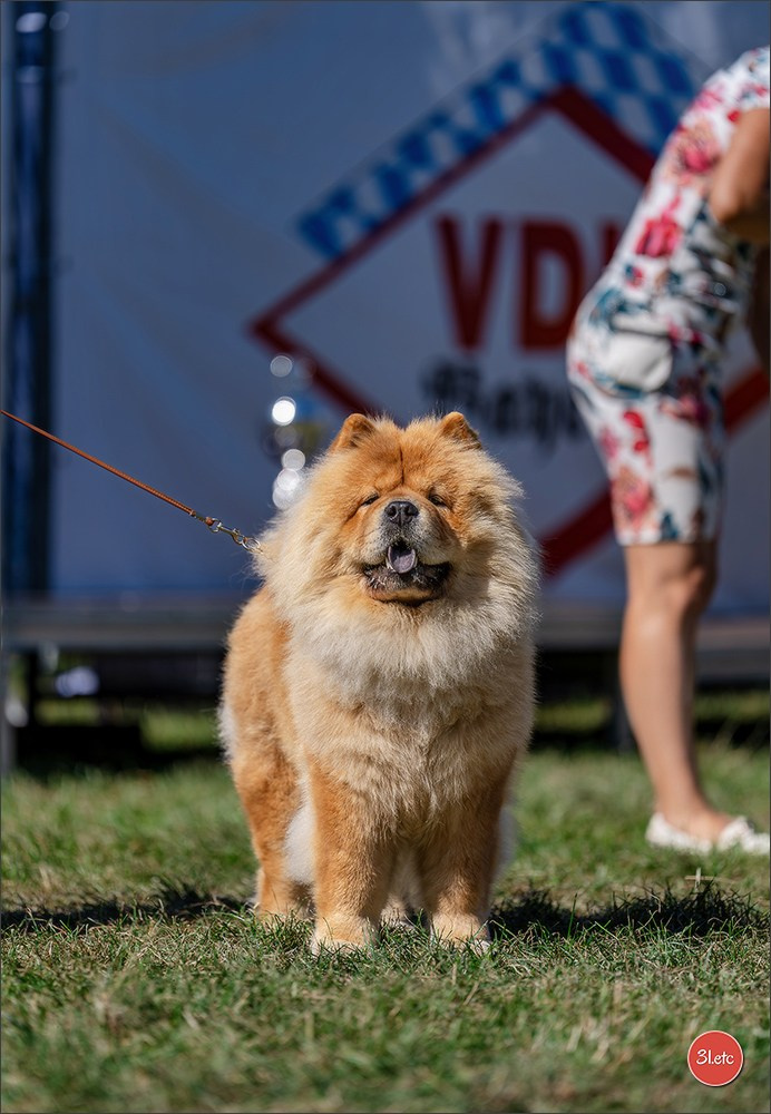 Dog Show - Hallbergmoos 🇩🇪 11-12/07/2026