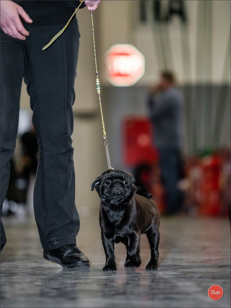 14-15.12.2024 Brussels Dog Show 🇧🇪. Photographe à Strasbourg | Portraits, Studio, Enfants, Événements