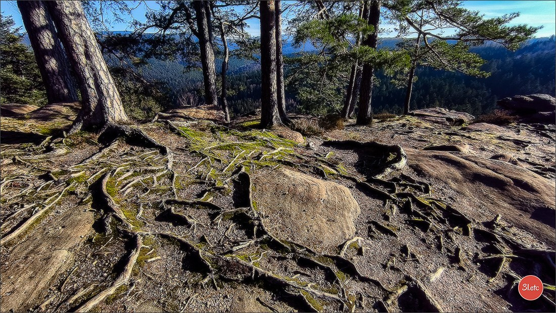 Une forêt, un rocher et un cimetière gallo-romain. Photographe à Strasbourg | Portraits, Studio, Enfants, Événements