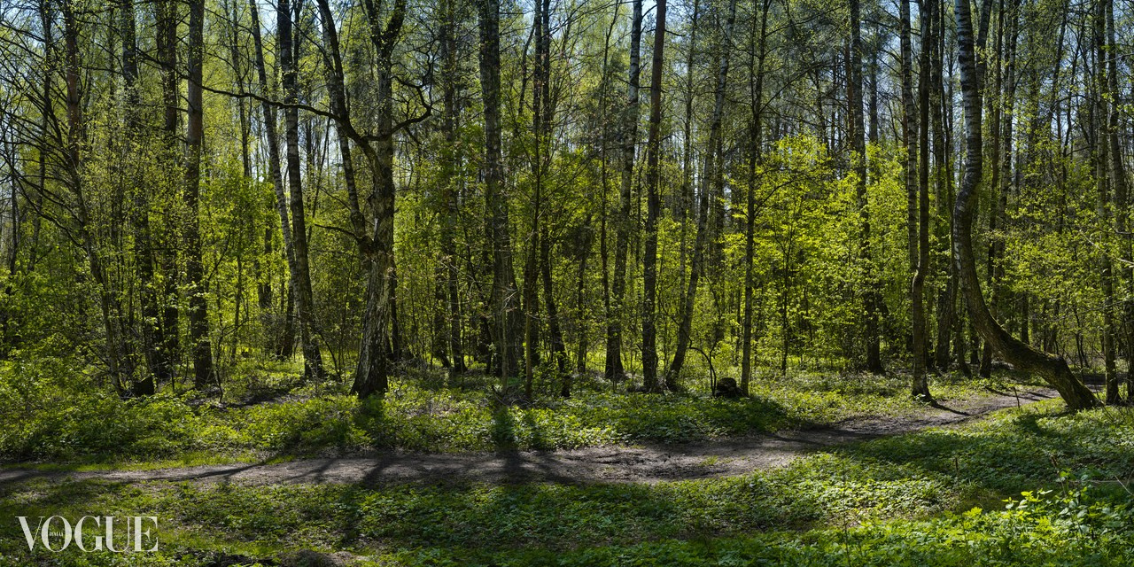 Сказка подмосковного леса. Суть фотографии в стиле изобразительного искусства