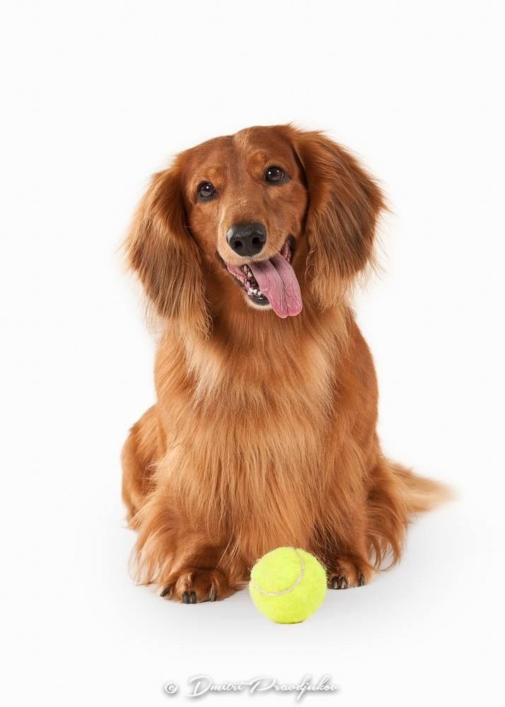 LEMMIKLOOMADE PILDISTAMINE