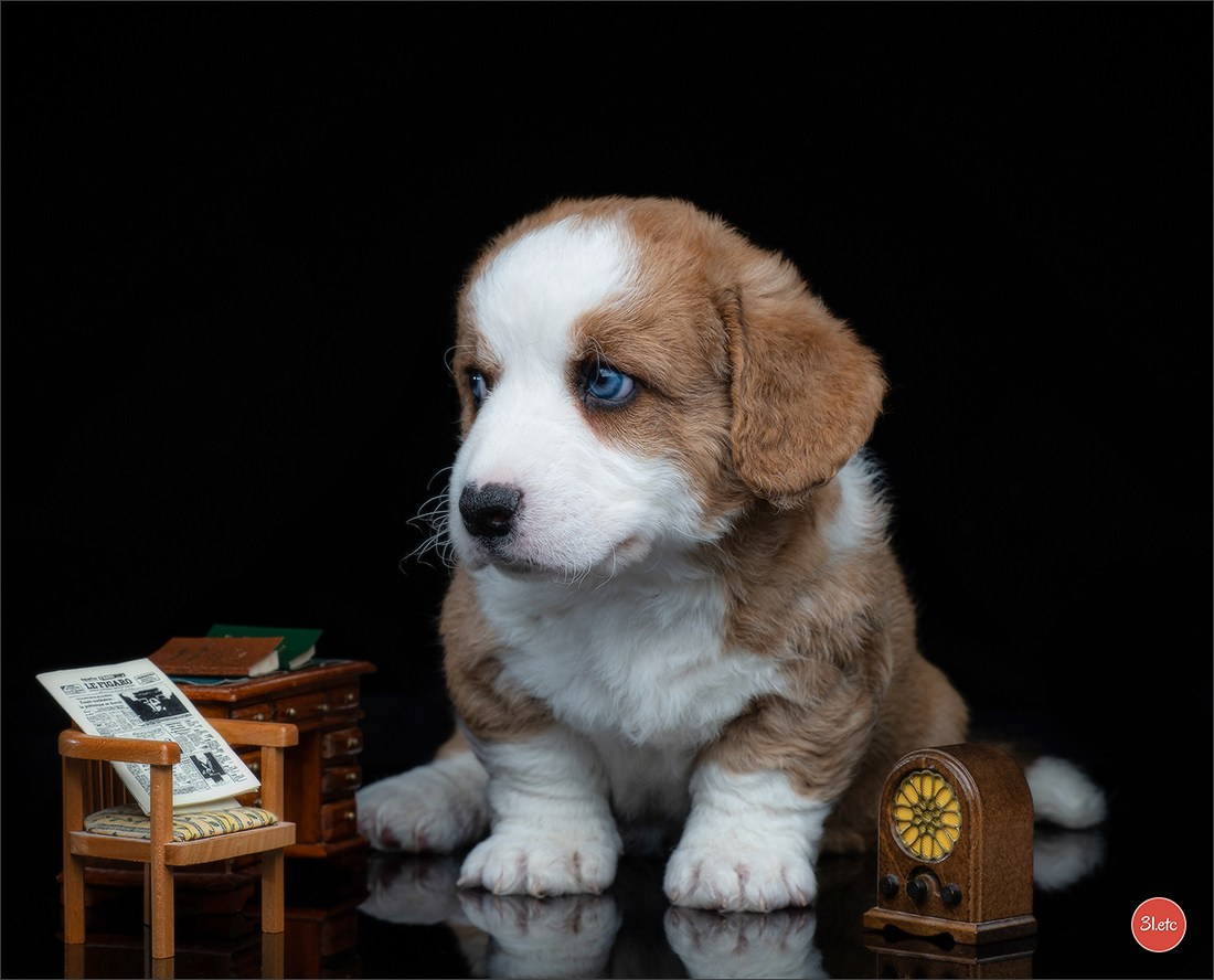 Photographie animalière. Photographe à Strasbourg | Portraits, Studio, Enfants, Événements