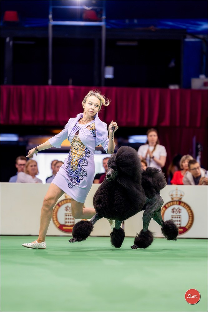 Expo canine 🇲🇨 Monaco 9-10/05/2026. Photographe à Strasbourg | Les animaux, Portraits, Studio, Événements