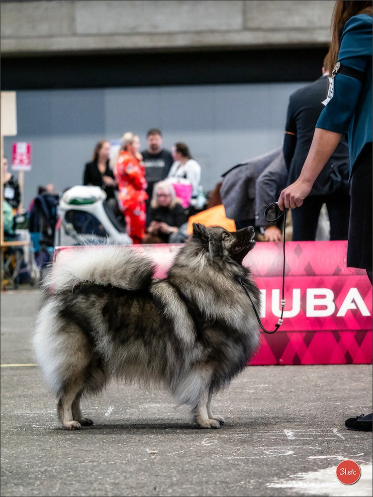 🇨🇭 Geneva Dog Show 15-17/11/2024. Photographe à Strasbourg | Portraits, Studio, Enfants, Événements