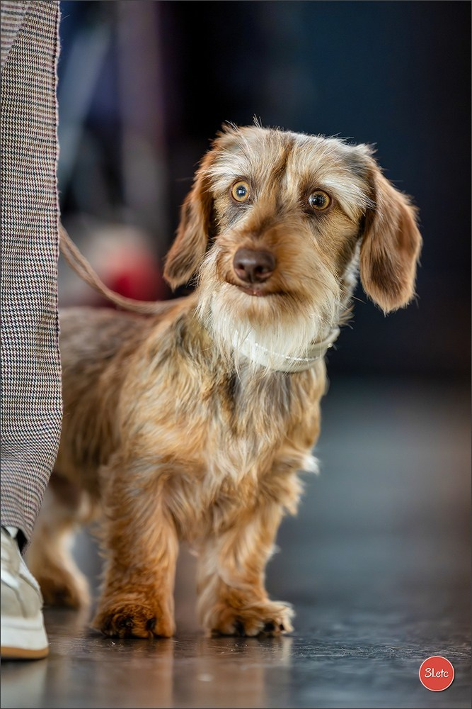 Expo canine 🇫🇷 Valence 02-03/05/2026