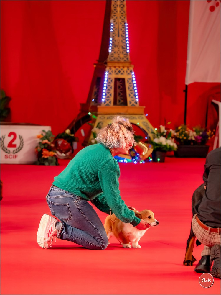 PDS  🇫🇷  Paris Dog Show  🇫🇷  Expo canine  10-11/01/2026. Photographe à Strasbourg | Portraits, Studio, Enfants, Événements