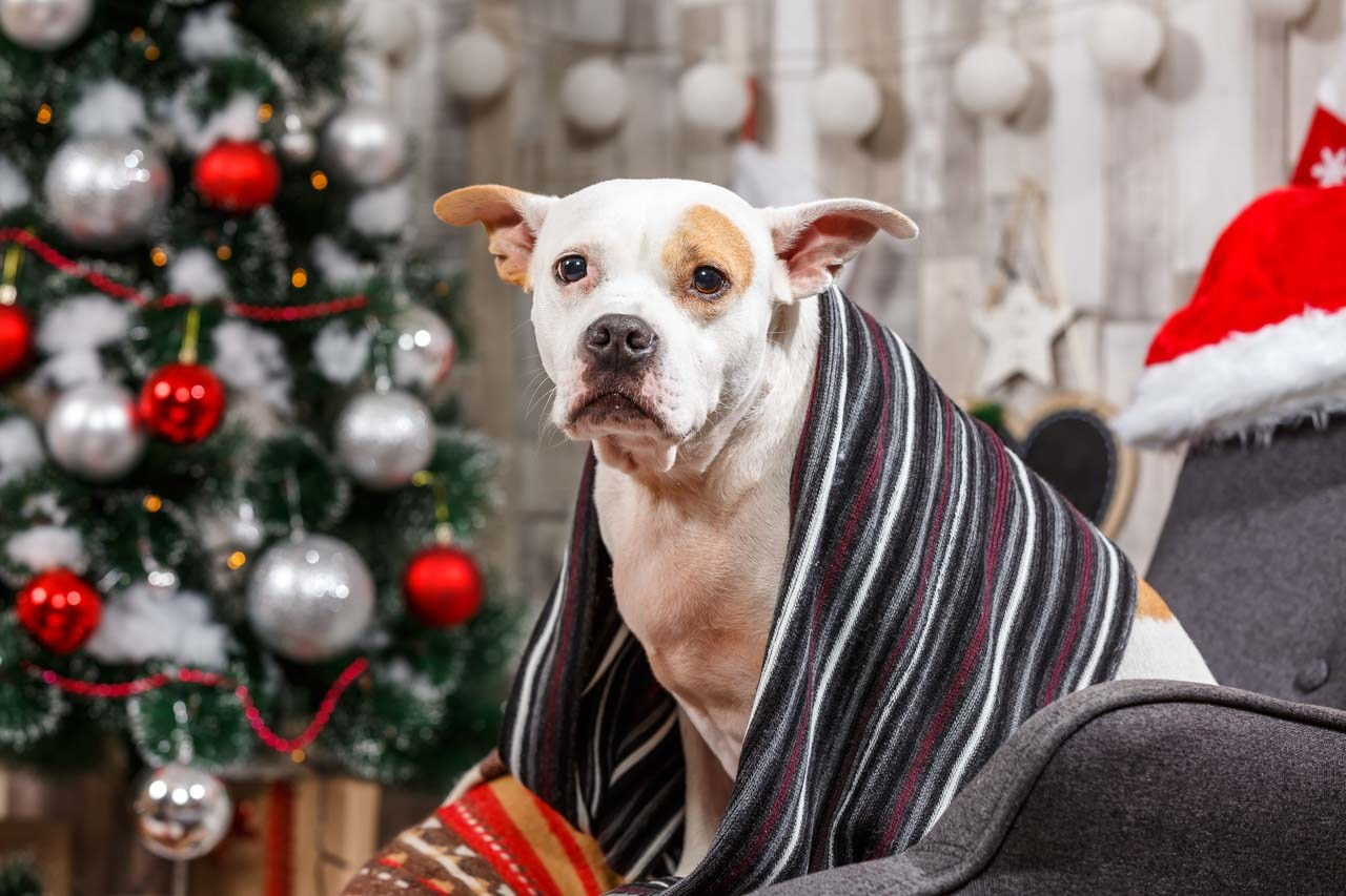 Ljubimac sa božićnim ukrasima – praznična fotografija kućnog ljubimca.