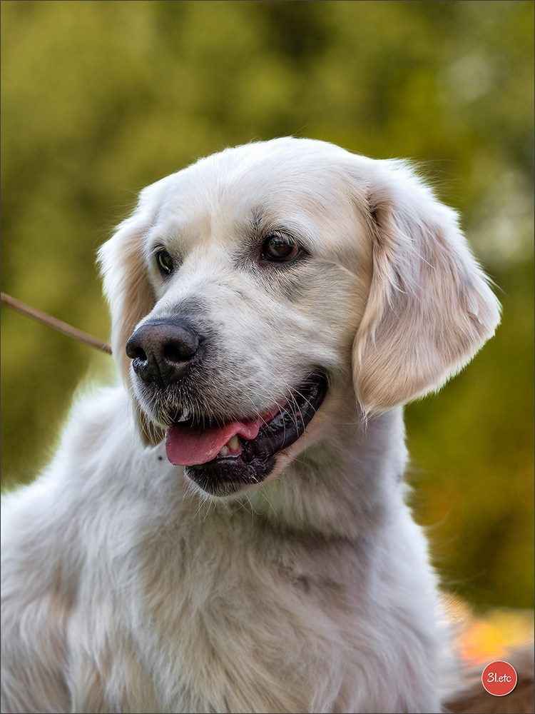 Expo canine Strasbourg  🇫🇷  23-24/08/2025. Photographe à Strasbourg | Portraits, Studio, Enfants, Événements