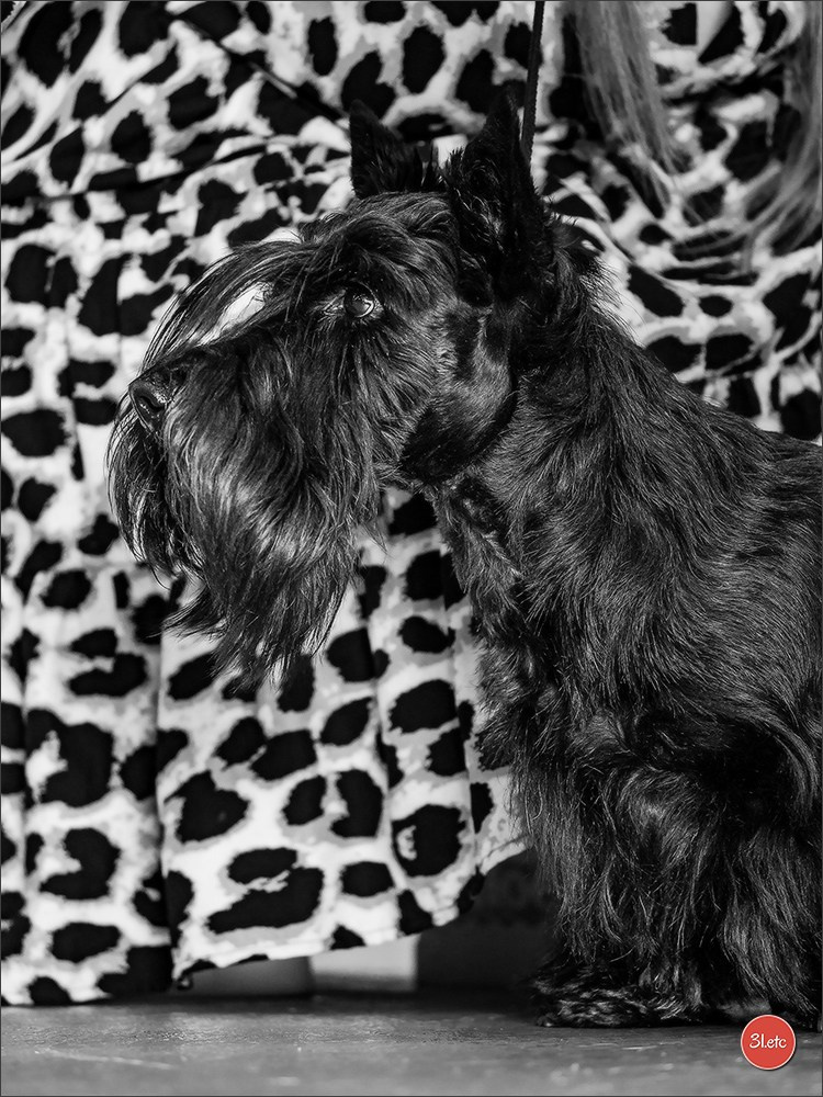 Expo canine 🇫🇷 MARGNY LES COMPIEGNE 06-07/09/2025. Photographe à Strasbourg | Portraits, Studio, Enfants, Événements