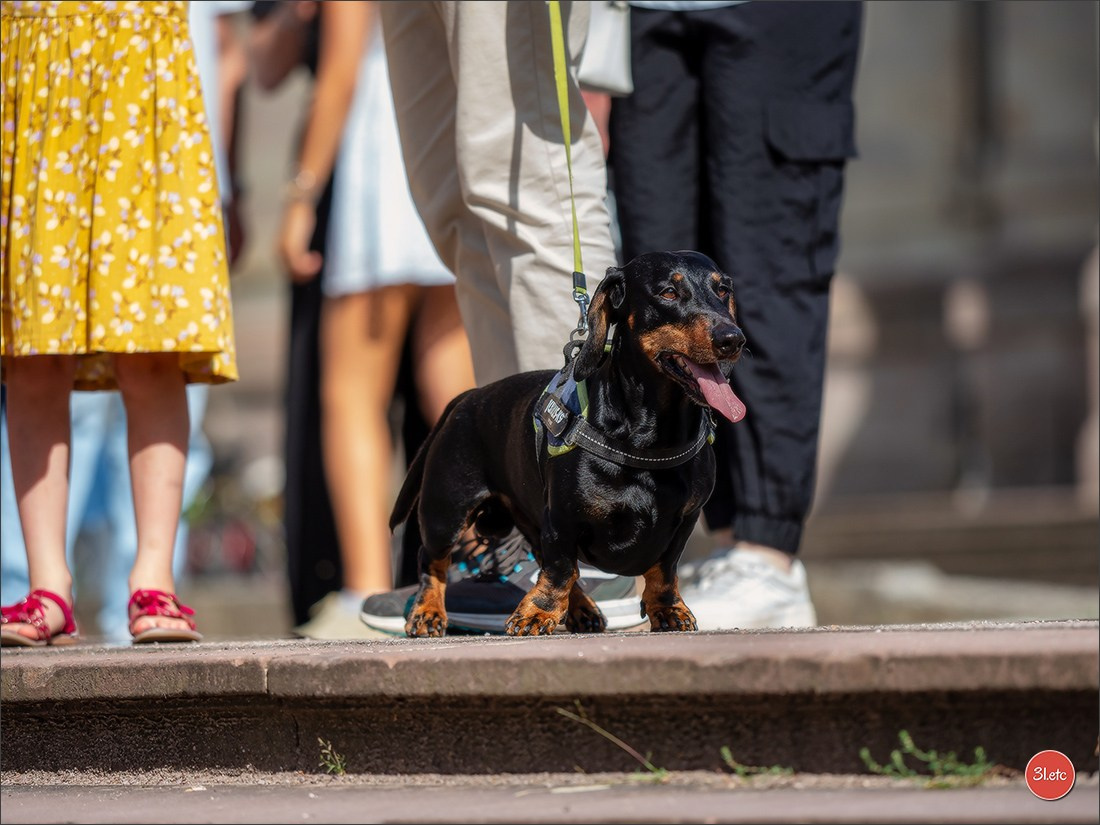 Teckels Parade Strasbourgeoise  Vous pouvez voir le galerie de photos. Photographe à Strasbourg | Portraits, Studio, Enfants, Événements