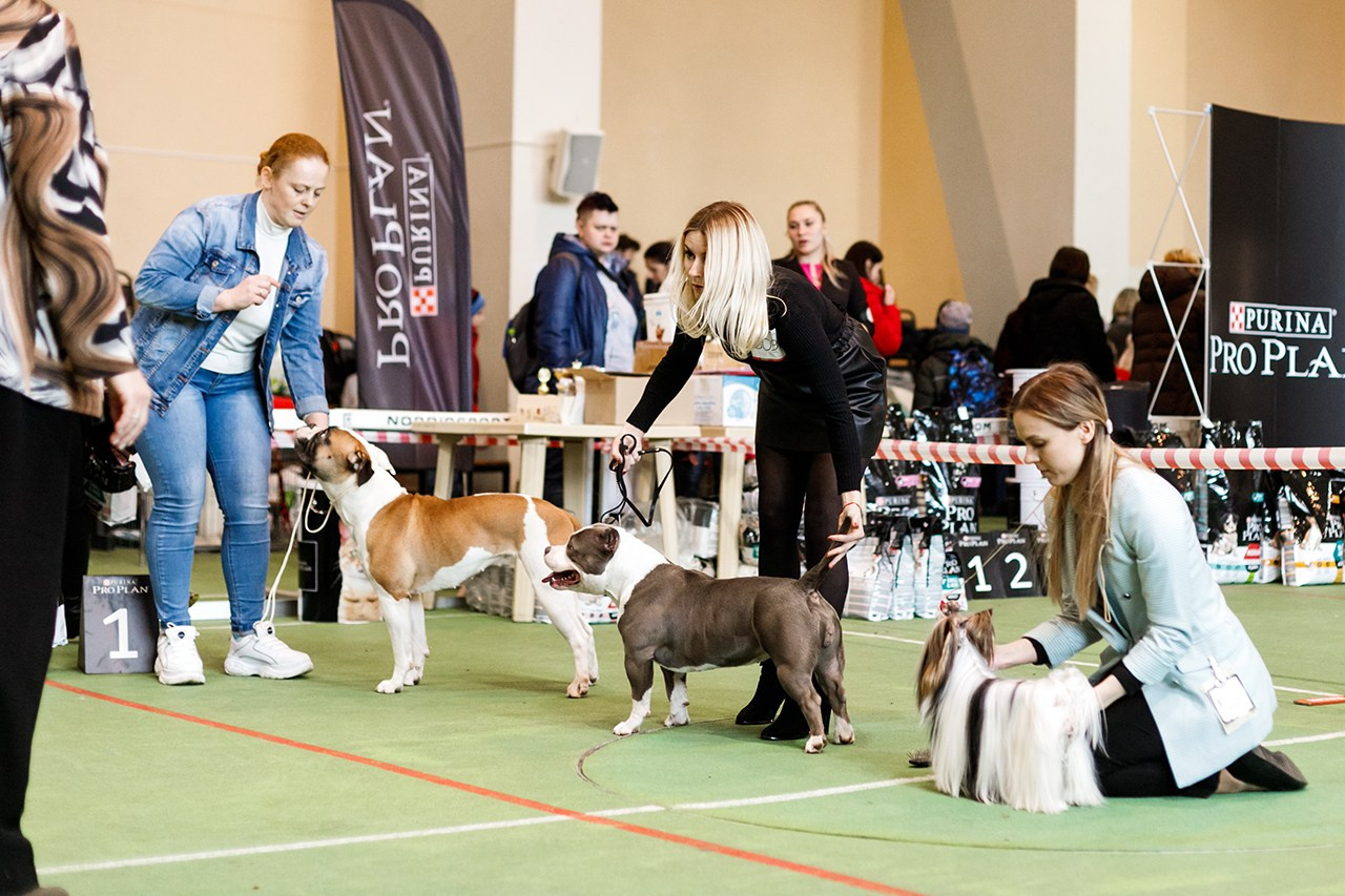 Grodno dog show. Kaja | fotograf we Wrocławiu | ludzie i psy