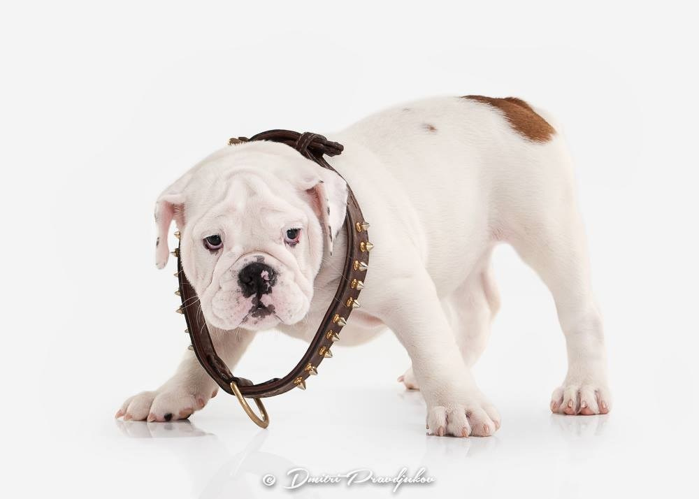 LEMMIKLOOMADE PILDISTAMINE