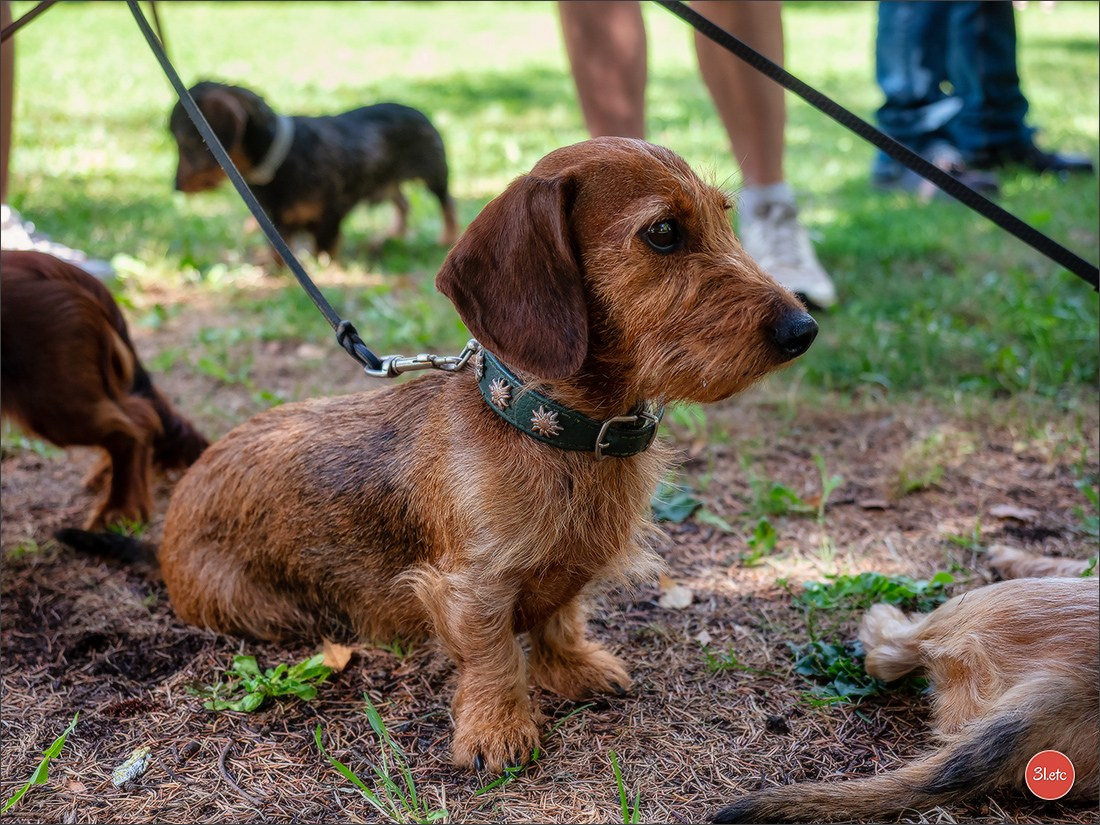 Teckels Parade Strasbourgeoise  Vous pouvez voir le galerie de photos. Photographe à Strasbourg | Portraits, Studio, Enfants, Événements