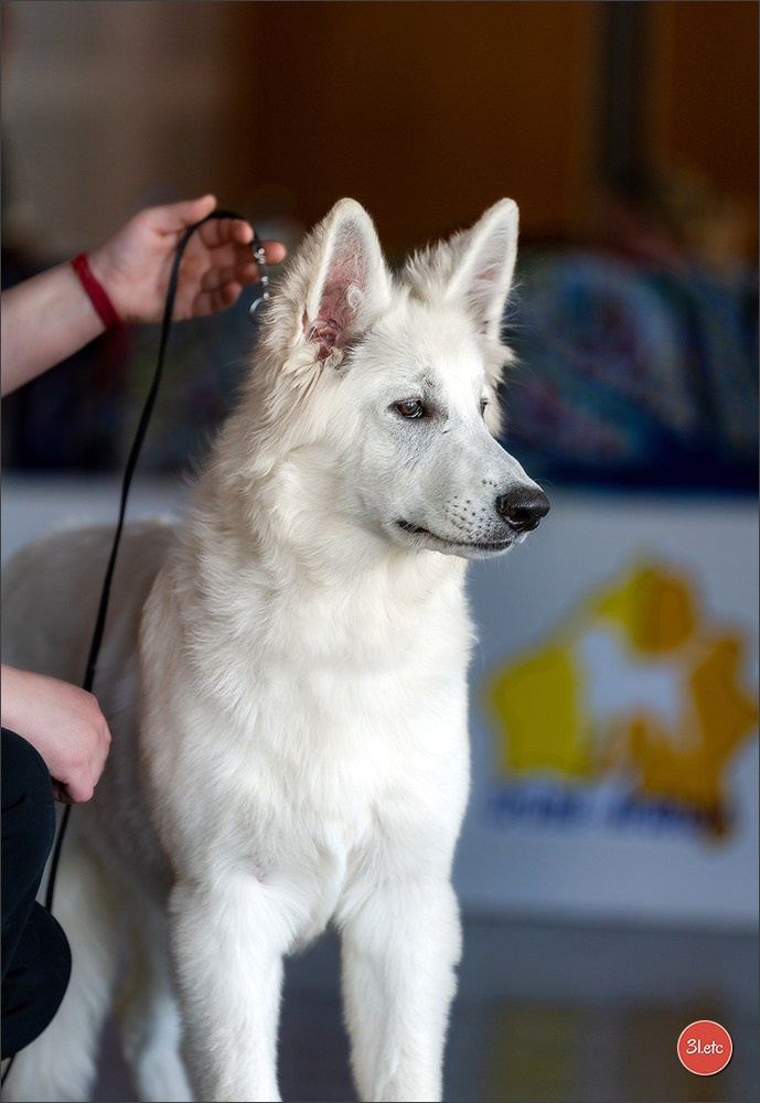 Expo canine 🇫🇷 Valence 02-03/05/2026