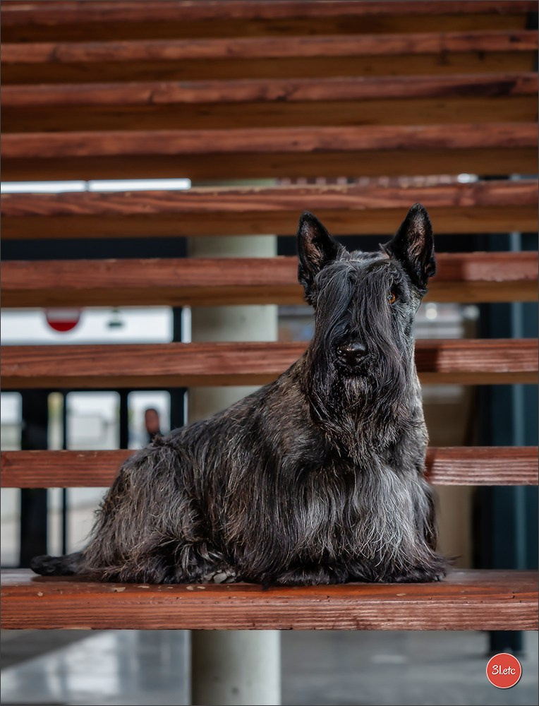 EXPOSITION CANINE NATIONALE ET INTERNATIONALE DE METZ (ACT LORRAINE) METZ (57) - 09 & 10/11/2024. Photographe à Strasbourg | Portraits, Studio, Enfants, Événements