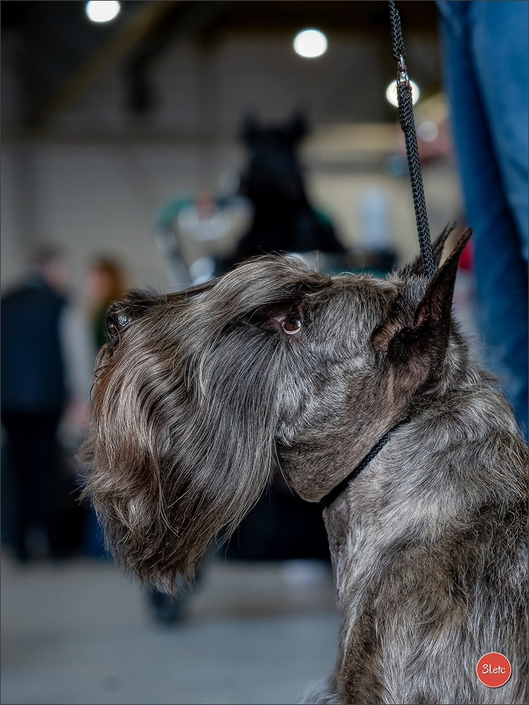 Expo canine  🇫🇷  Metz 08-09/11/2025. Photographe à Strasbourg | Portraits, Studio, Enfants, Événements