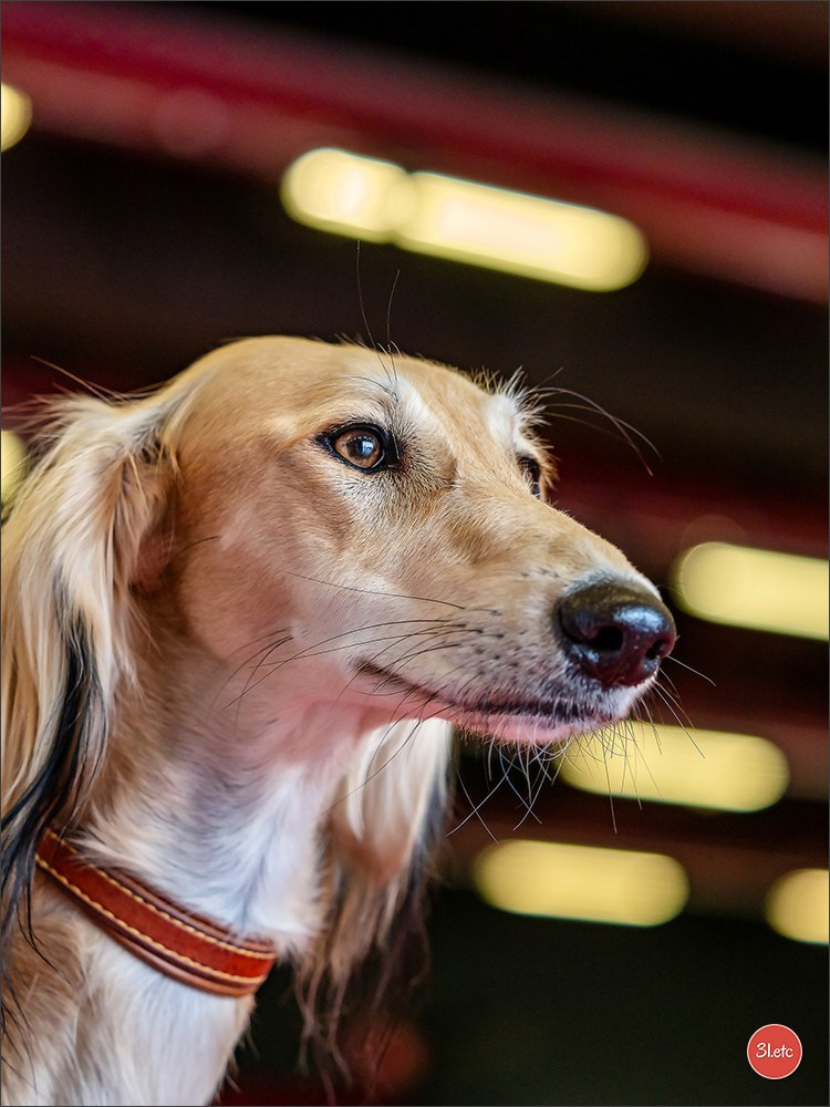 Exposition Canine à  Margny-lès-Compiègne 14-15/09/2024. Photographe à Strasbourg | Portraits, Studio, Enfants, Événements