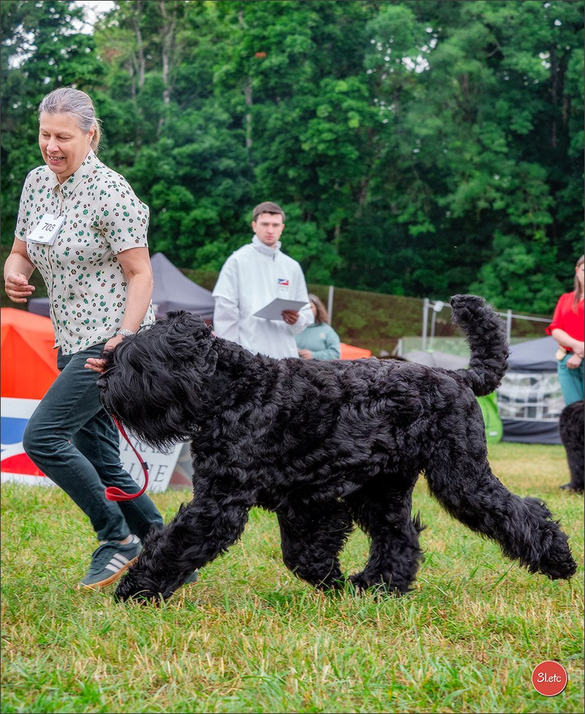 Championnat de France du chien de race  🇫🇷  DIJON (château de Brognon) 7-8/06/2025. Photographe à Strasbourg | Portraits, Studio, Enfants, Événements