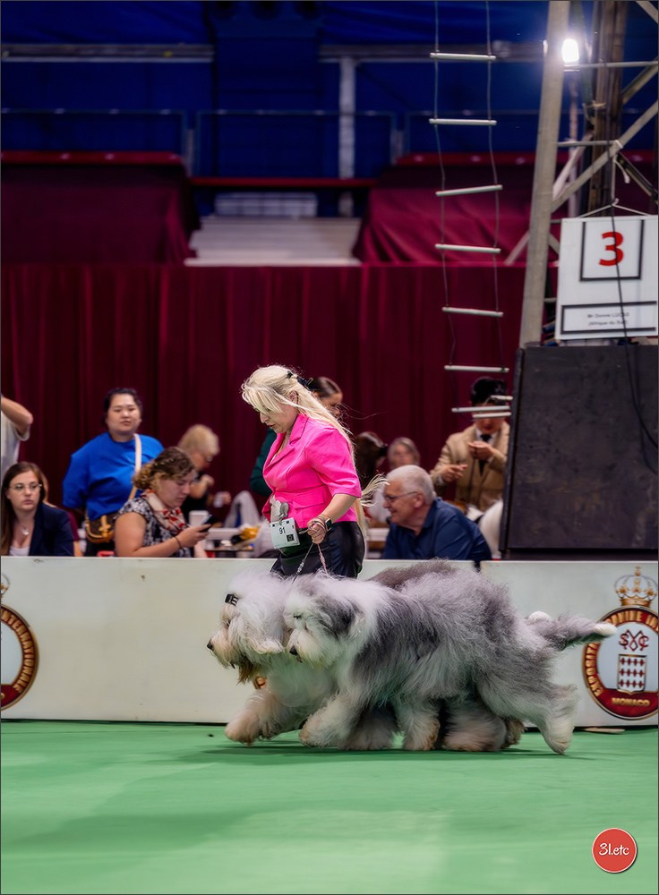 Expo canine 🇲🇨 Monaco 9-10/05/2026. Photographe à Strasbourg | Les animaux, Portraits, Studio, Événements