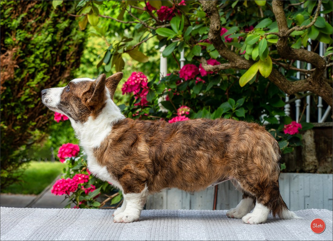 Photographie animalière. Photographe à Strasbourg | Portraits, Studio, Enfants, Événements