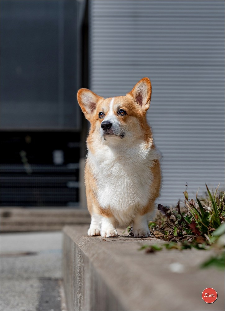 🇱🇺 LUXEMBOURG 🇱🇺 International Dog Show 🇱🇺 30/08 - 31/08/2025. Photographe à Strasbourg | Portraits, Studio, Enfants, Événements
