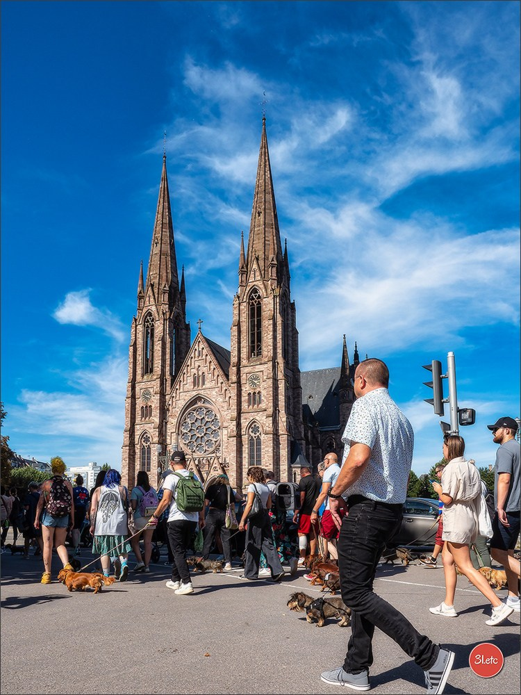 Teckels Parade Strasbourgeoise  Vous pouvez voir le galerie de photos. Photographe à Strasbourg | Portraits, Studio, Enfants, Événements