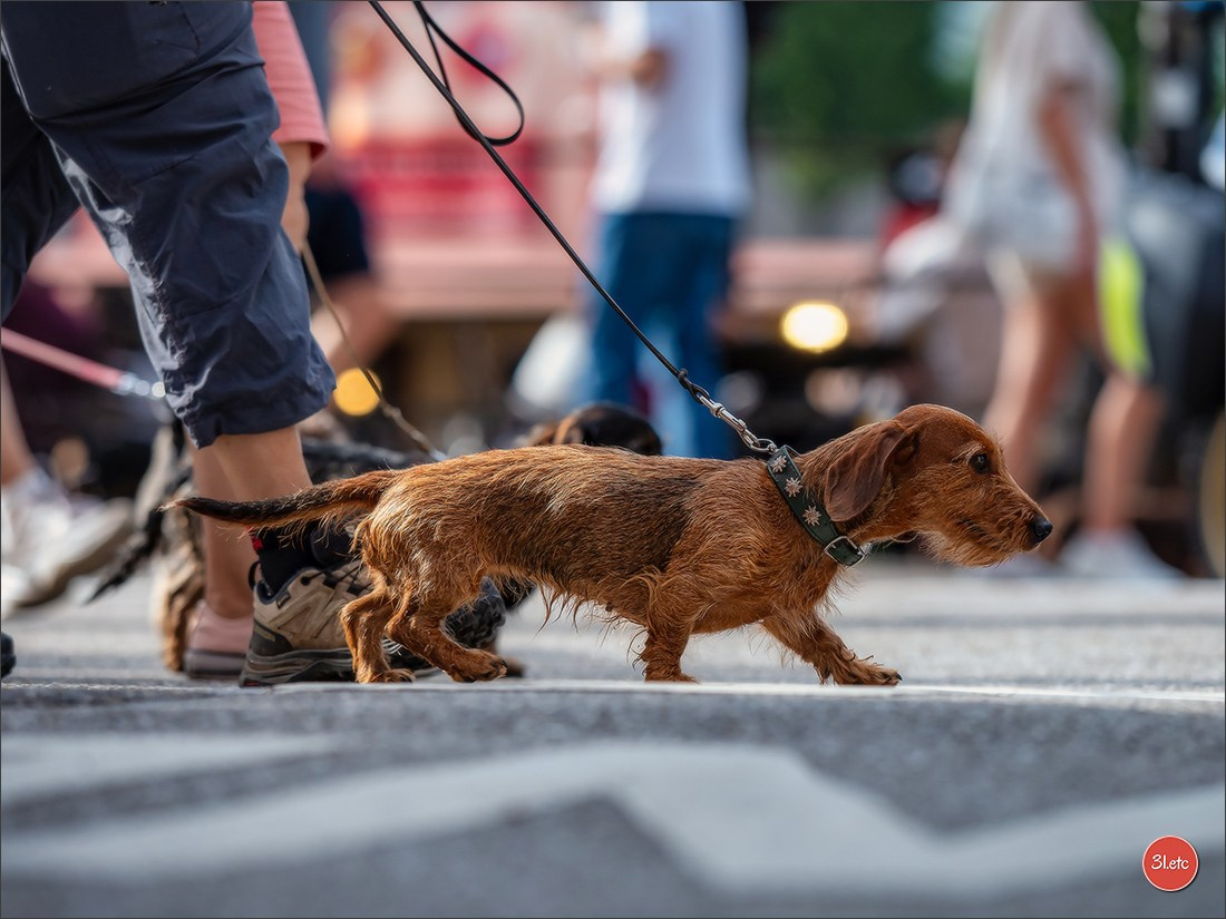 Teckels Parade Strasbourgeoise  Vous pouvez voir le galerie de photos. Photographe à Strasbourg | Portraits, Studio, Enfants, Événements