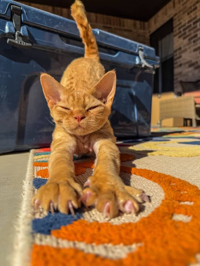 Dorito, boy, born on 06.06.24 SOLD. Devon Rex Pixie Cattery