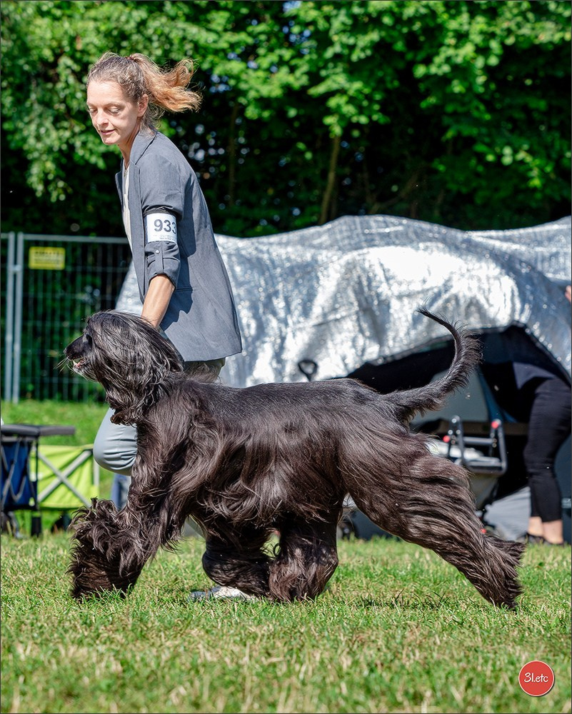 Dog Show Hallbergmoos  🇩🇪  11-13/07/2025. Photographe à Strasbourg | Portraits, Studio, Enfants, Événements