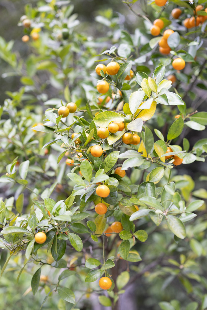 Wedding and Event photography, Kisses + Veil