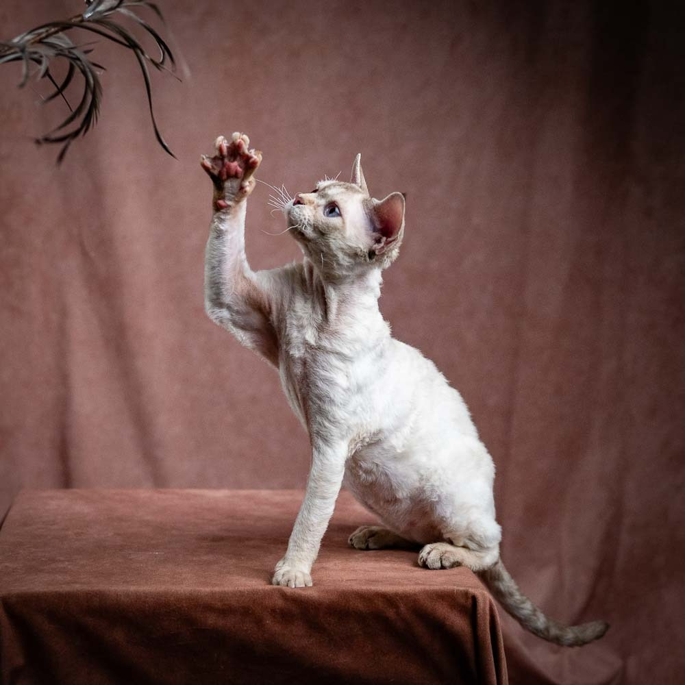 Flynn. Devon Rex Pixie Cattery