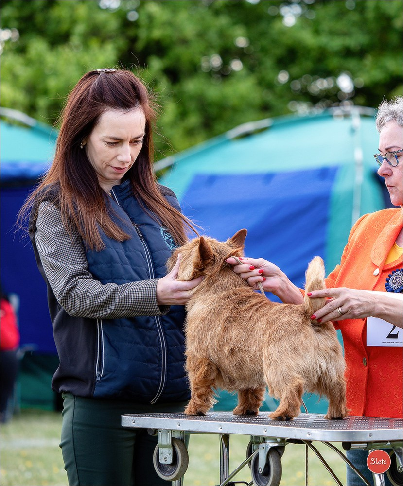 Dog Show Rieden 🇩🇪 16-18/05/2025. Photographe à Strasbourg | Portraits, Studio, Enfants, Événements