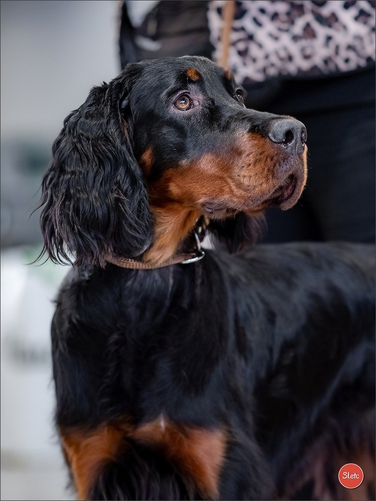 🇫🇷  Chalons en Champagne  🇫🇷  Expo canine  31/01-01/02/2026. Photographe à Strasbourg | Portraits, Studio, Enfants, Événements