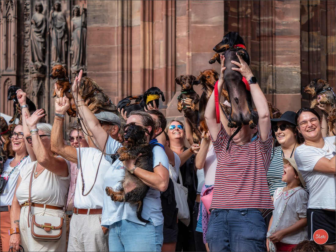 Teckels Parade Strasbourgeoise  Vous pouvez voir le galerie de photos. Photographe à Strasbourg | Portraits, Studio, Enfants, Événements