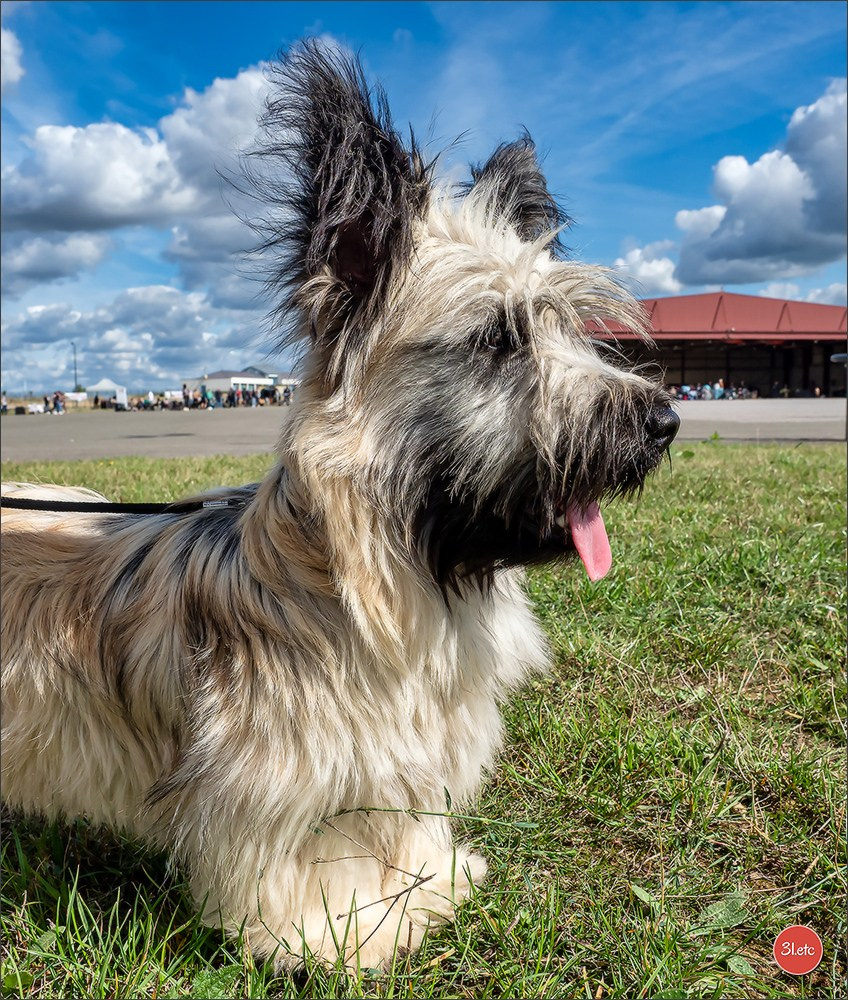 Exposition Canine à  Margny-lès-Compiègne 14-15/09/2024. Photographe à Strasbourg | Portraits, Studio, Enfants, Événements