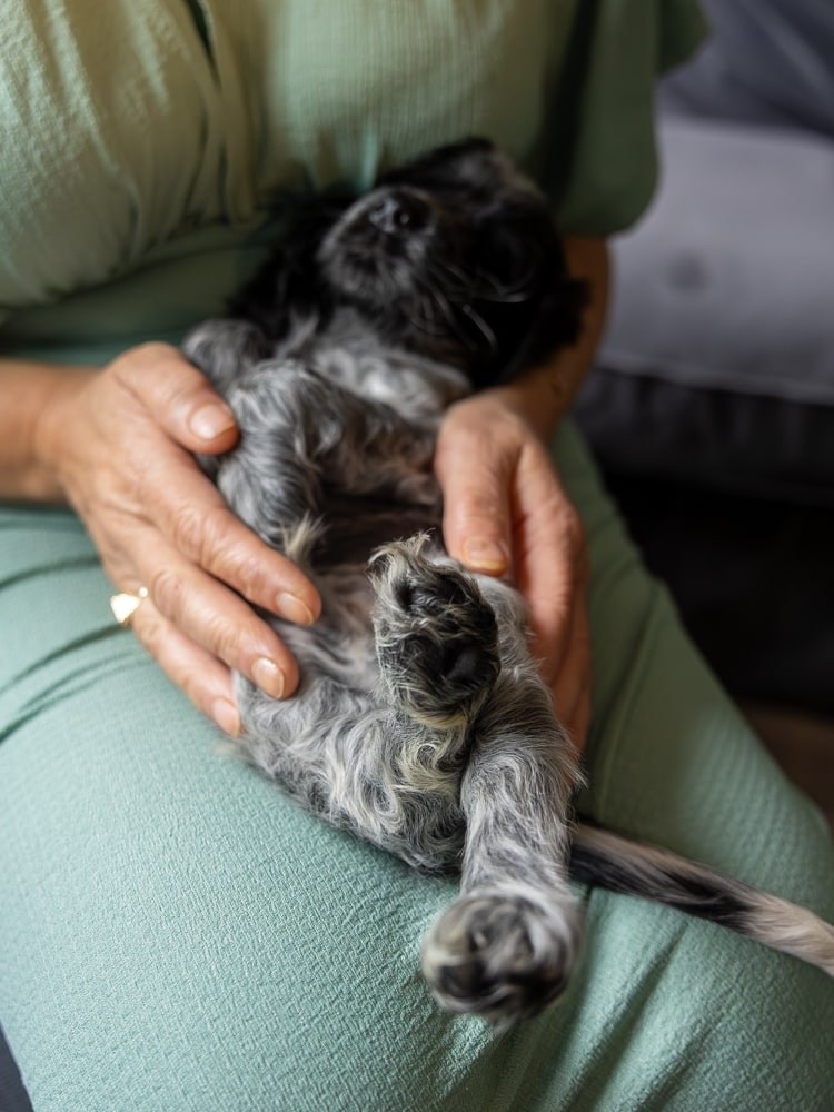 Pet Photography. Romantic & Soulful Photography by Natalia Olhova in Rotterdam