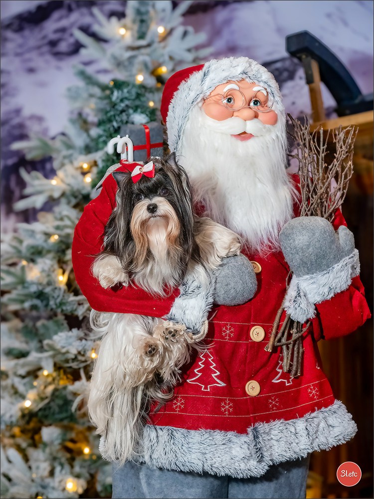 13-14.12.2025   🇧🇪   Brussels Dog Show. Photographe à Strasbourg | Portraits, Studio, Enfants, Événements