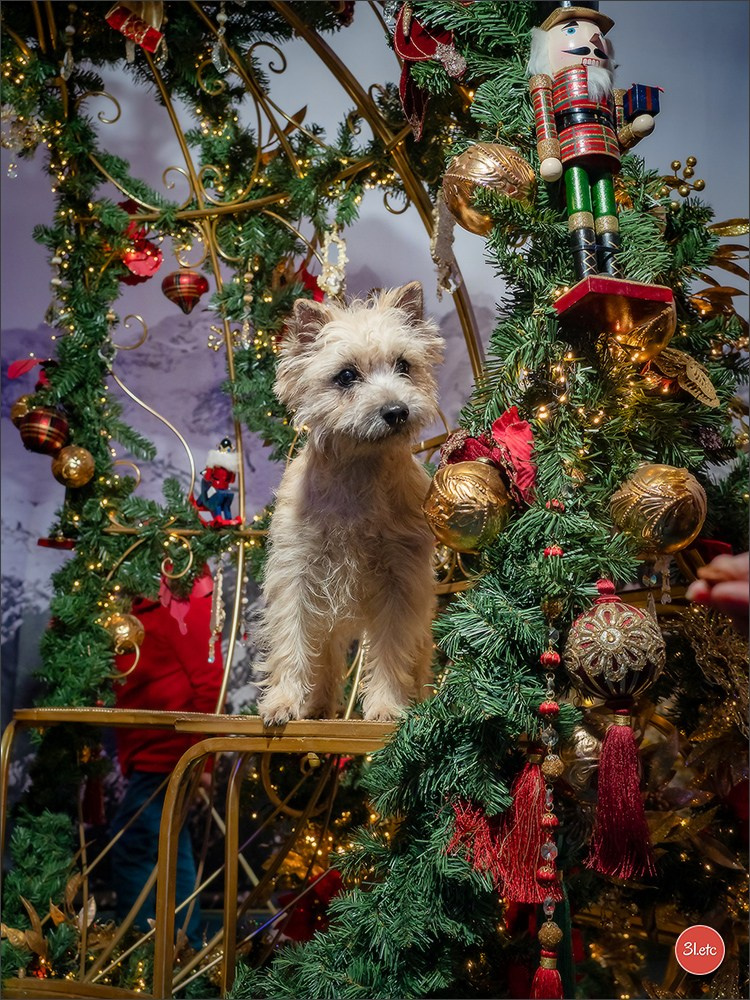 13-14.12.2025   🇧🇪   Brussels Dog Show. Photographe à Strasbourg | Portraits, Studio, Enfants, Événements